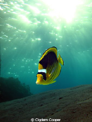Raccoon butterflyfish by Cigdem Cooper 